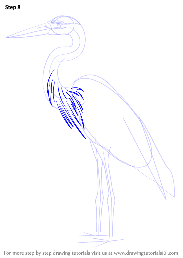 598x844 Learn How To Draw A Great Blue Heron (Birds) Step By Step
