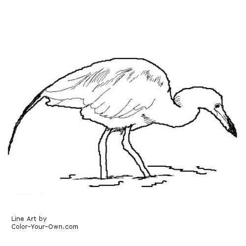 500x500 Little Blue Heron Coloring Page
