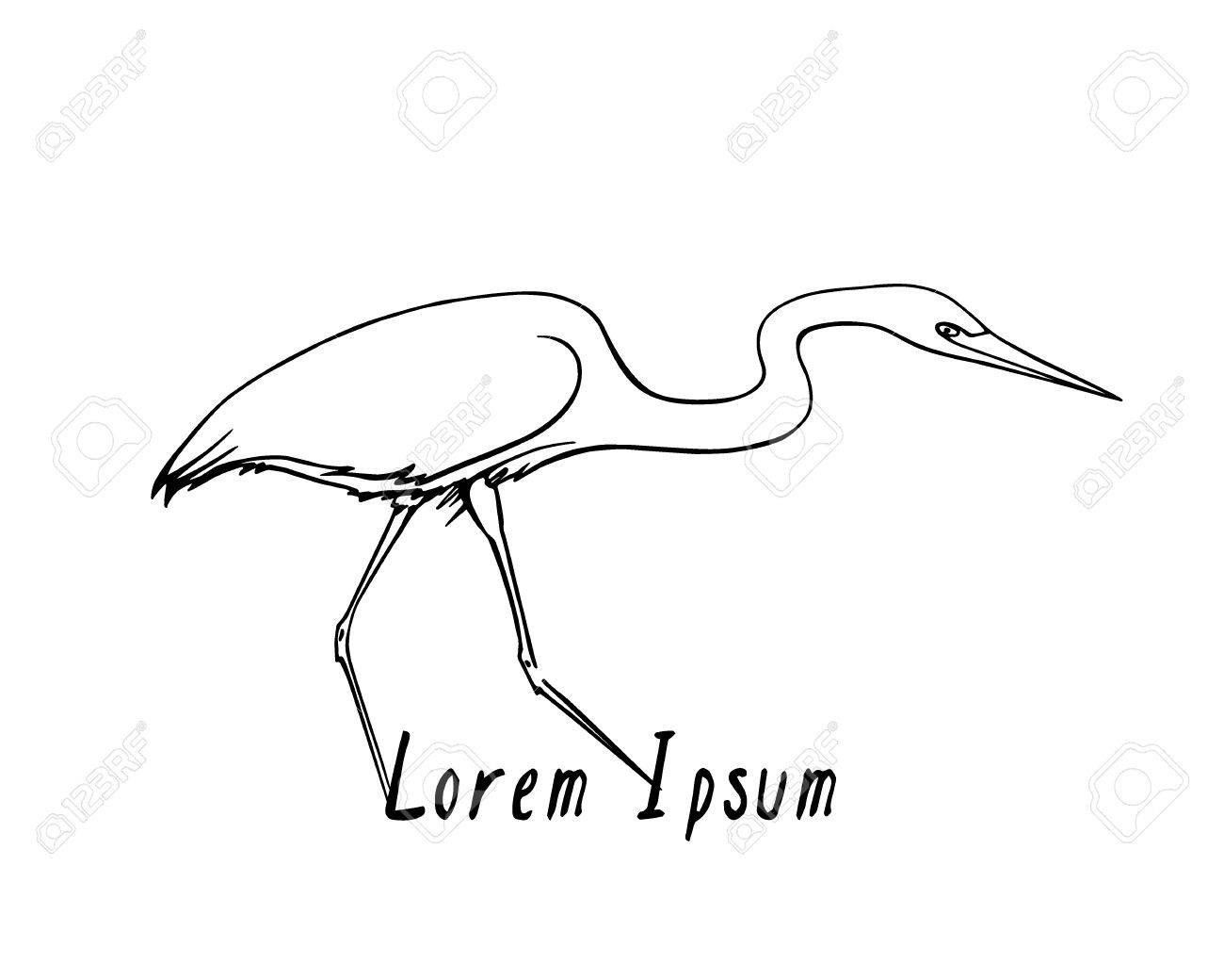 1300x1040 Vector Illustration Of Hand Drawn Walking Heron. Beautiful Ink