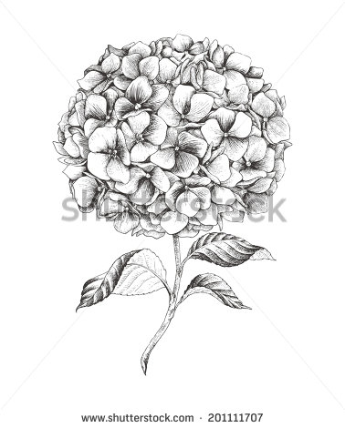 378x470 Hand Drawn Hydrangea, Vector Illustration In Vintage Style. Art