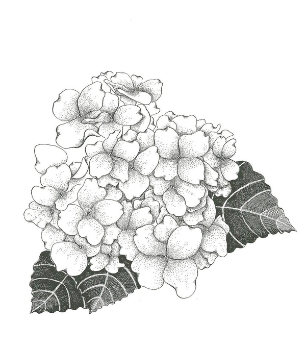600x684 Hydrangea Hydrangea, Sketches And Watercolor