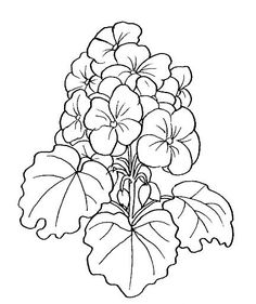 236x281 Hydrangea Flowers Drawing Things I Like Hydrangea
