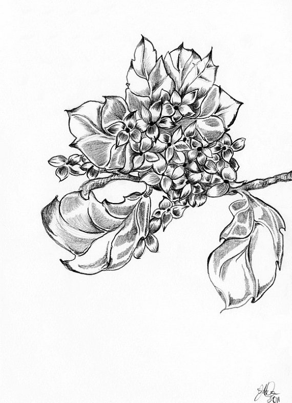 570x786 Hydrangea Pencil Drawing Ooak One Of A Kind Original Sketch