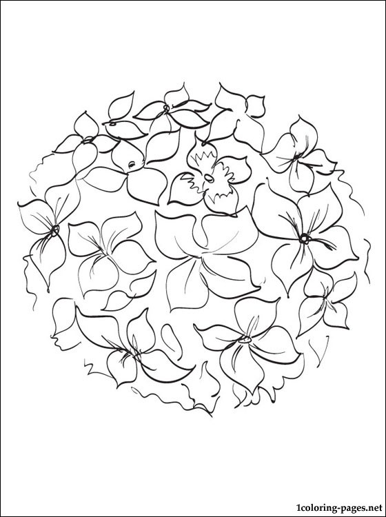 560x750 Hydrangea Coloring And Printable Page Coloring Pages Art