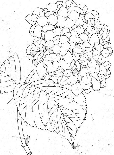 474x640 Hydrangea Line Hydrangea, Drawings And Embroidery