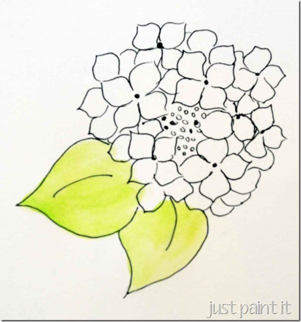 603x645 Paint Hydrangea