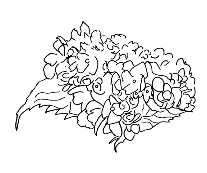 666x558 Expressive Hydrangea Line Drawing Nature