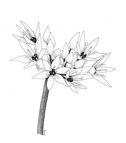 440x500 95 Best Encre Images On Ink, Drawing Techniques And