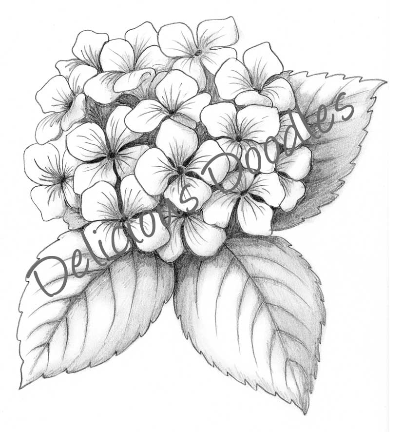 827x886 Black And White Hydrangea Sketch Love This For A Tattoo! My