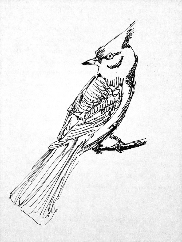 774x1032 Blue Jay Sketch By Mikeleeorg