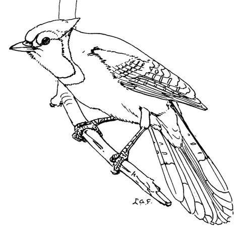 480x454 Blue Jay Coloring Page Free Printable Coloring Pages