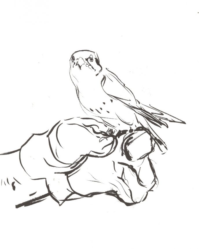 687x860 Coloring Drawing Birds Bird Drawings Charlie Harper Coloring