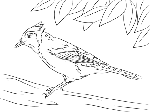 480x358 Cute Blue Jay Coloring Page Free Printable Coloring Pages