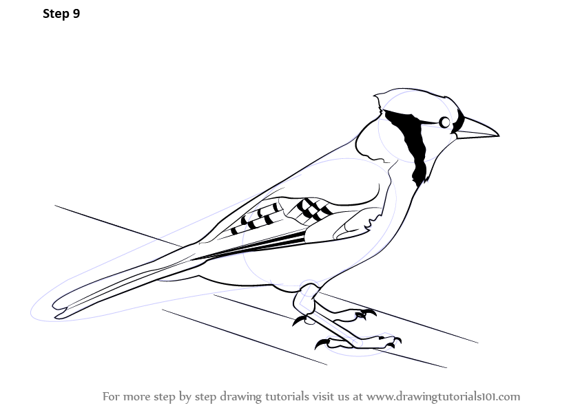842x596 Learn How To Draw A Blue Jay (Birds) Step By Step Drawing Tutorials