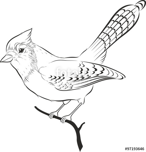 478x500 Vector Illustration Of Blue Jay Silhouette. Bird. Stock Image