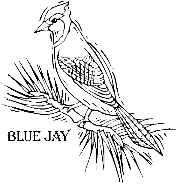 600x615 Bird Coloring Pages