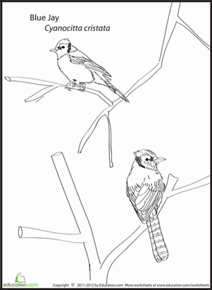 301x411 Color The Blue Jays Worksheets