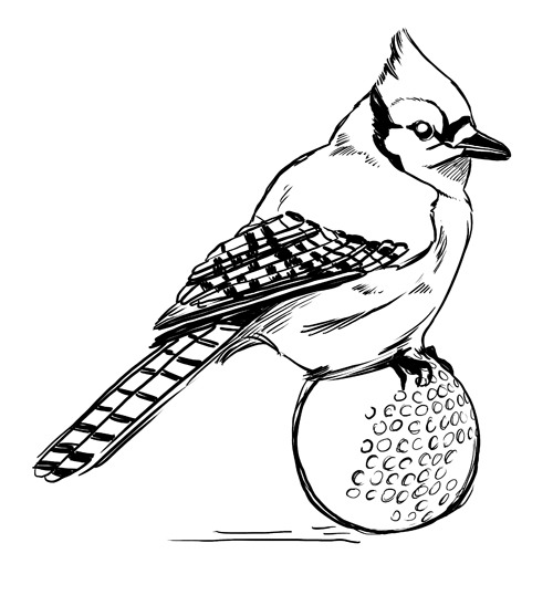 500x557 Did I Mention That I Drew A Blue Jay On A Golf Cassandra Jean