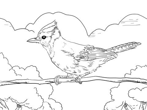 480x360 Perched Blue Jay Coloring Page Free Printable Coloring Pages
