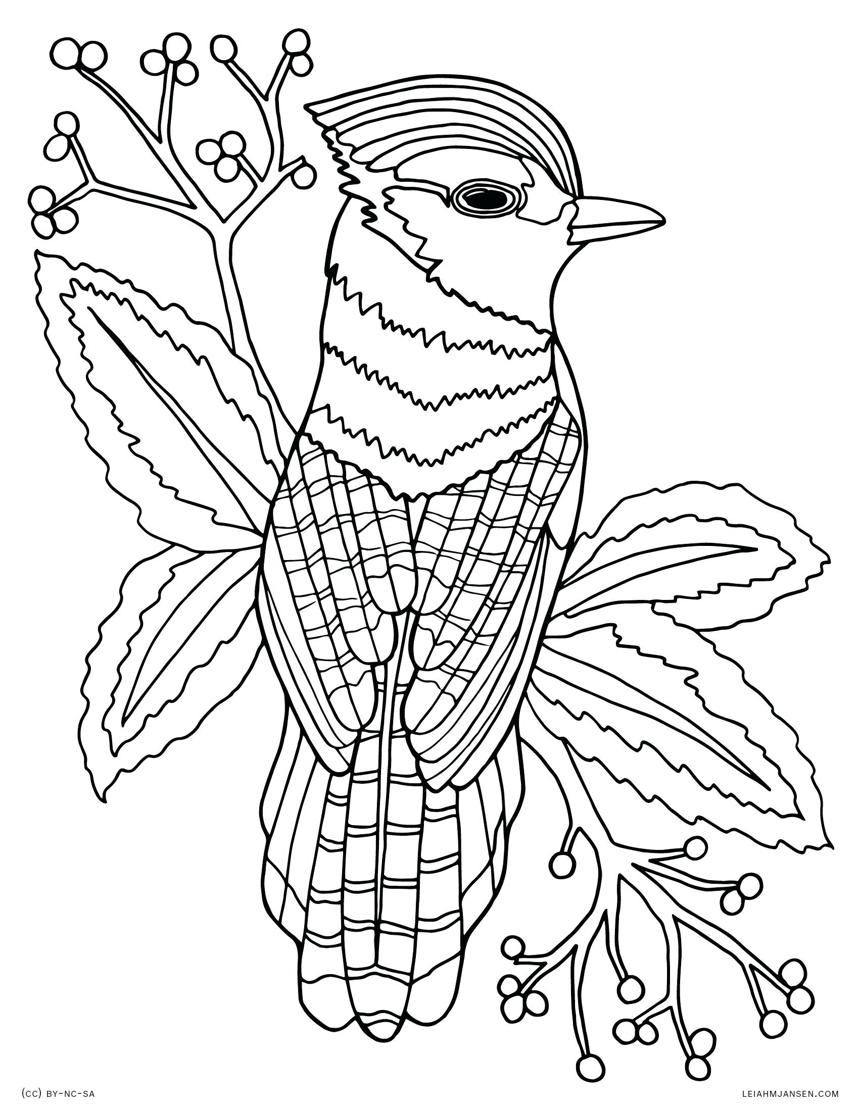 1700x2200 Coloring Paint Palette Coloring Page Bird Realistic Blue Jay