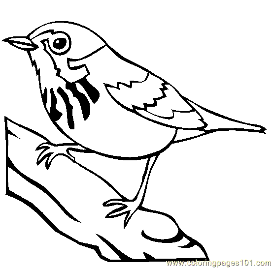554x545 Blue Jay Coloring Page
