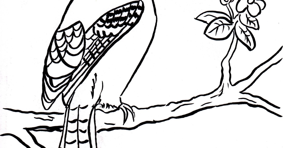 1200x630 Blue Jay Coloring Page