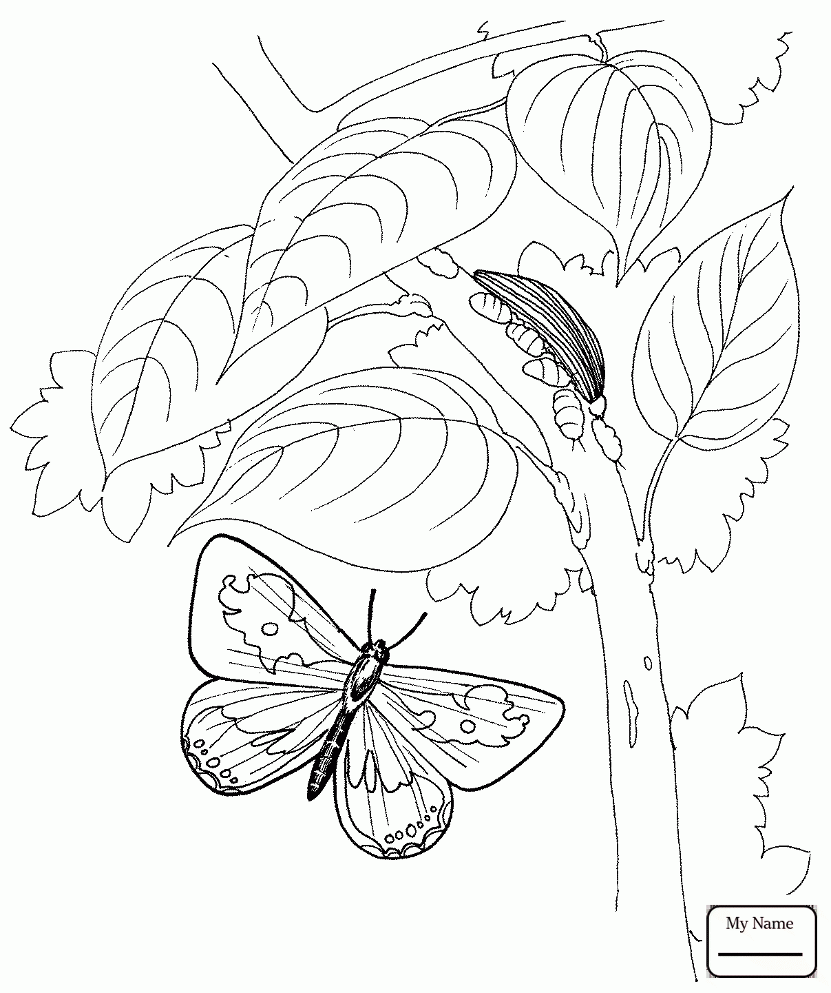 1207x1441 Butterfly Flies On A Flower Insects Butterfly Coloring Pages