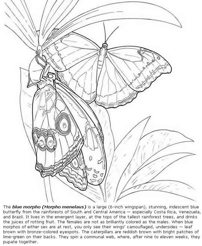 Blue Morpho Butterfly Drawing at GetDrawings | Free download