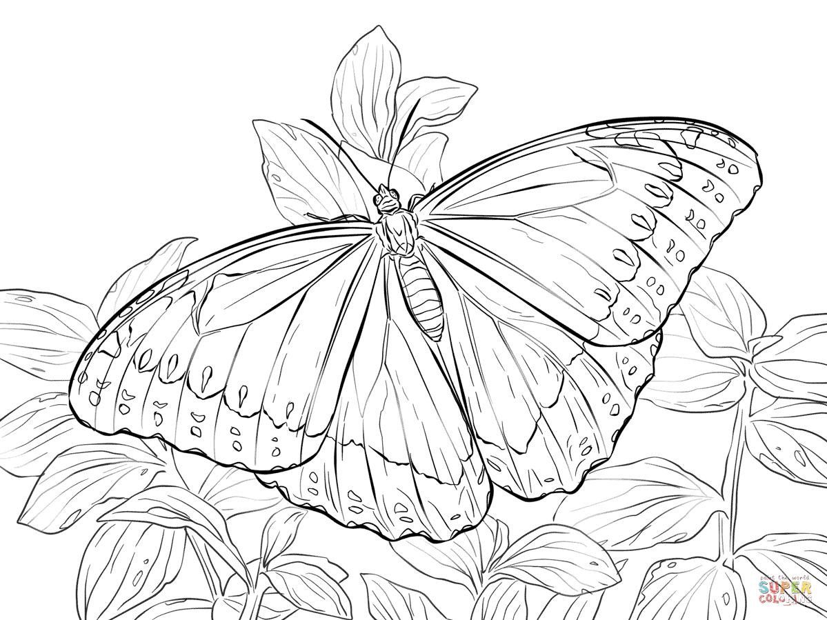 1199x899 Morpho Peleides Butterfly Coloring Page Free Printable Coloring