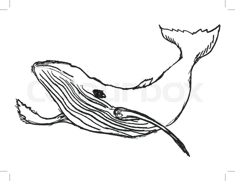 800x616 Whale, Big Mammal Of Ocean, Wildlife, Blue Whale, Sea Animal