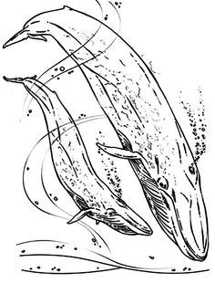 236x333 Awesome Size Of A Blue Whale Coloring Page Coloring Pages