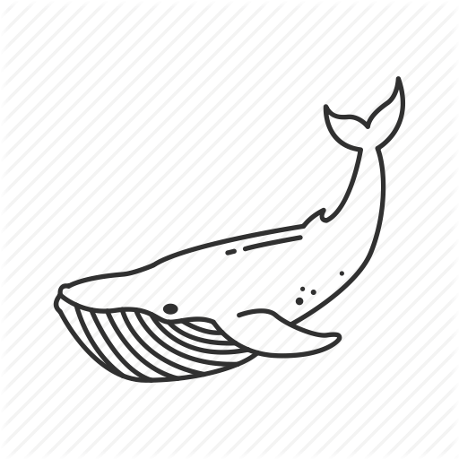 512x512 Balaenoptera Musculus, Baleen Whale, Blue Whale, Large Marine