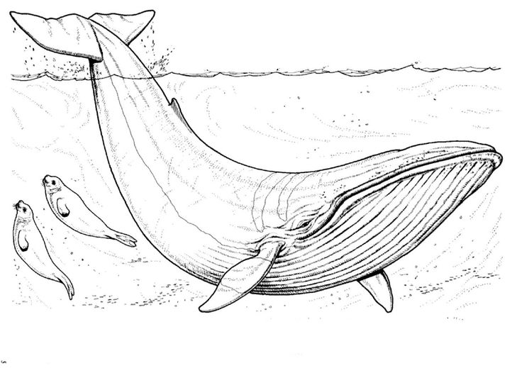 Blue Whale Drawing at GetDrawings | Free download