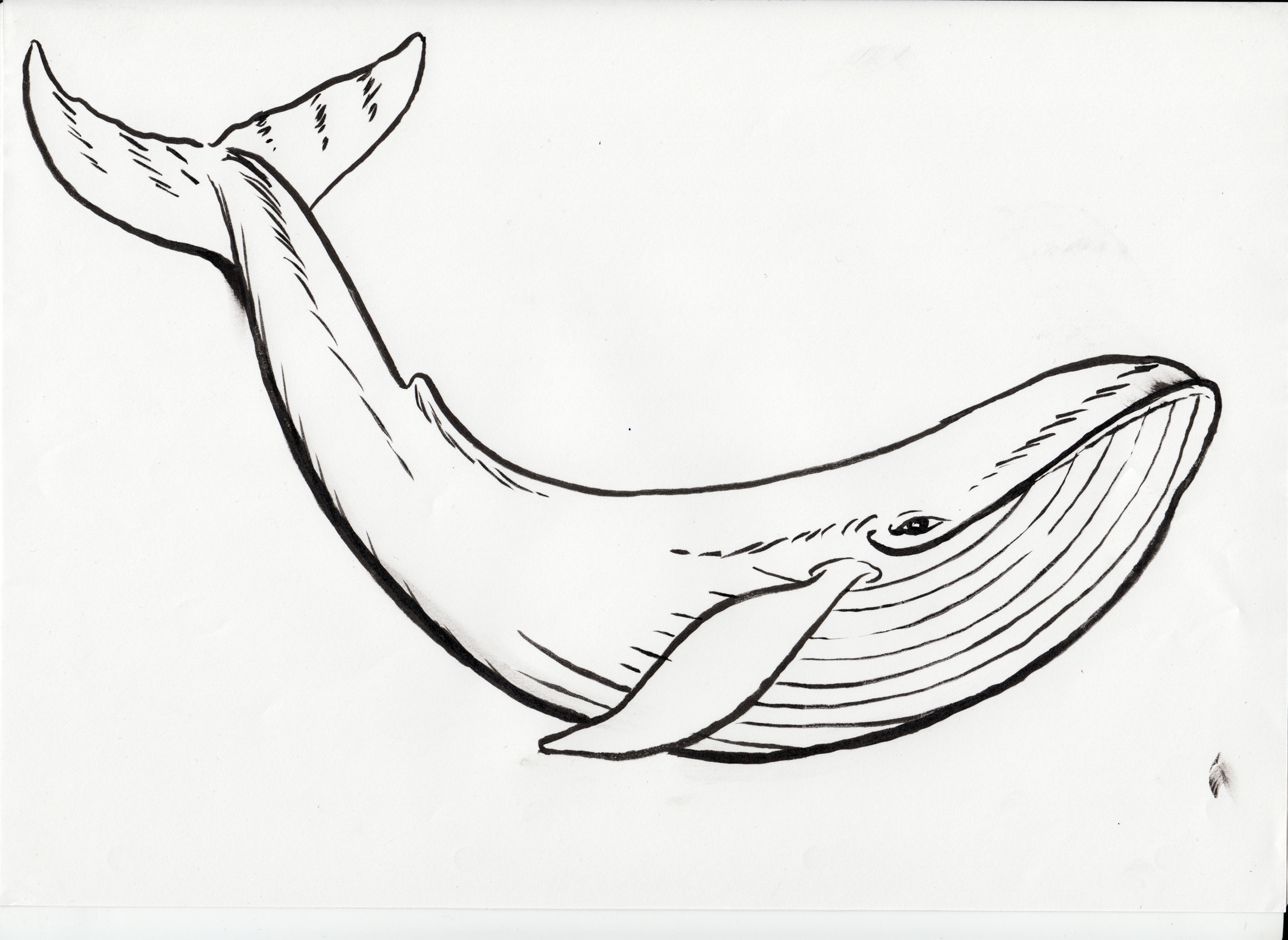 2362x1724 Blue Whale Clipart Line Drawing