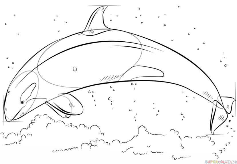 828x575 How To Draw A Killer Whale Jumping Step By Step Drawing Tutorials