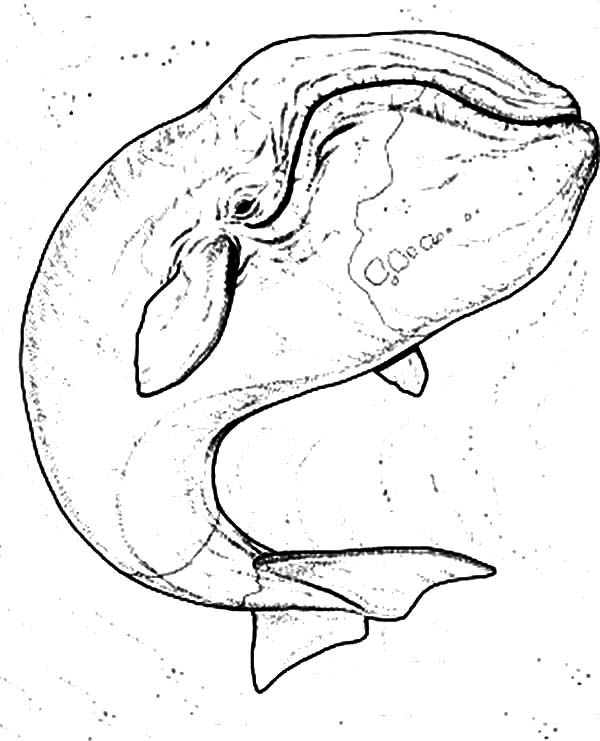 600x741 The Best Size Of Blue Whale Ideas On Blue Whale