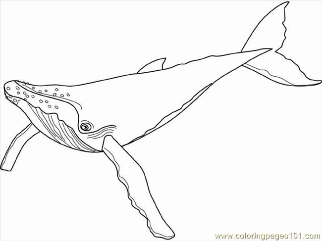 650x487 Awesome Pages Humpback Whale Mammals Printable Coloring Page
