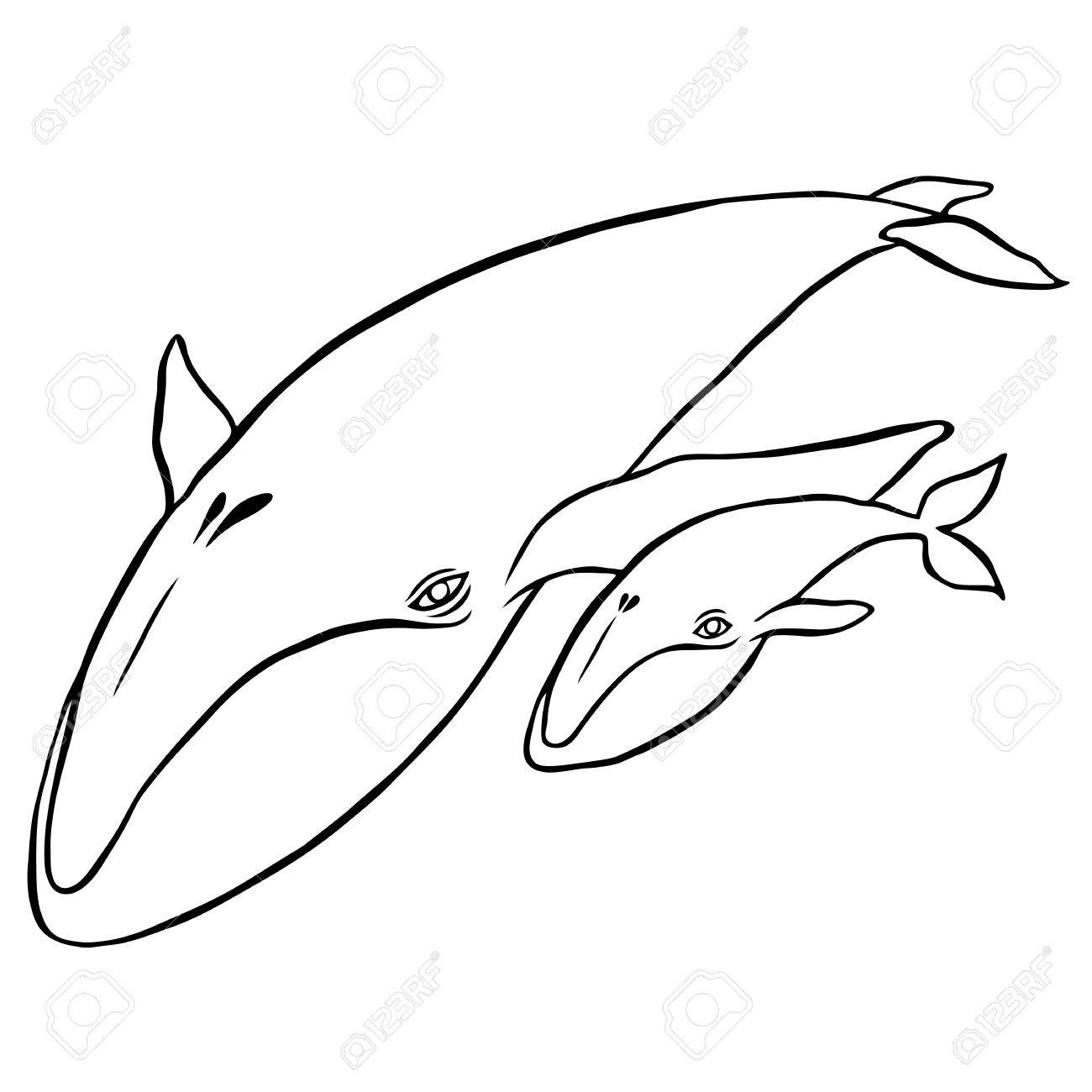 1300x1300 Uncategorized. Blue Whale Drawing. Designfacebookcover Coloring Page