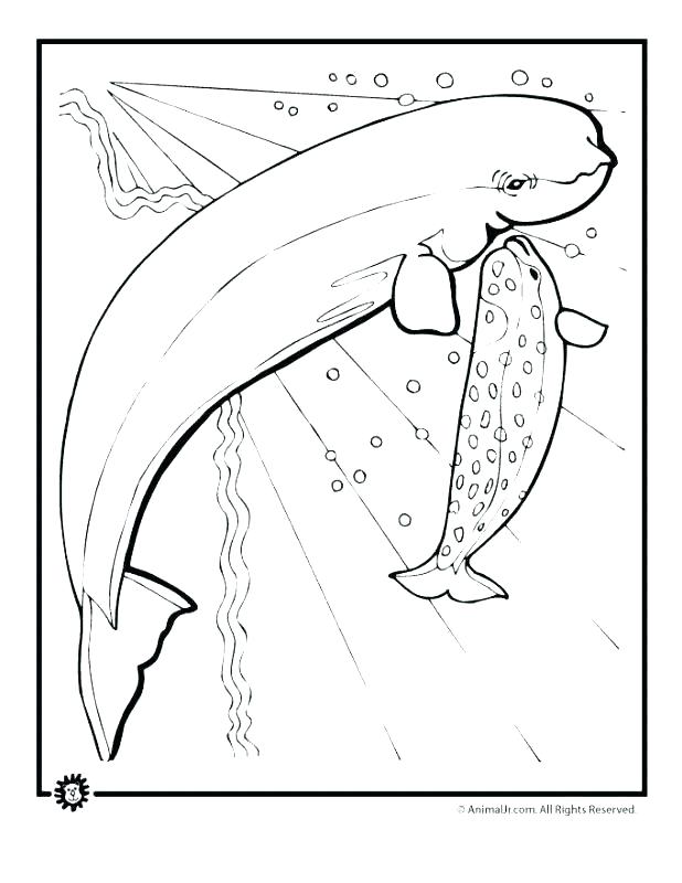 618x800 Best Whales Coloring Pages Print Of Blue Whale Net Free Pictures