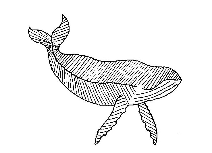 738x534 Whale Watching