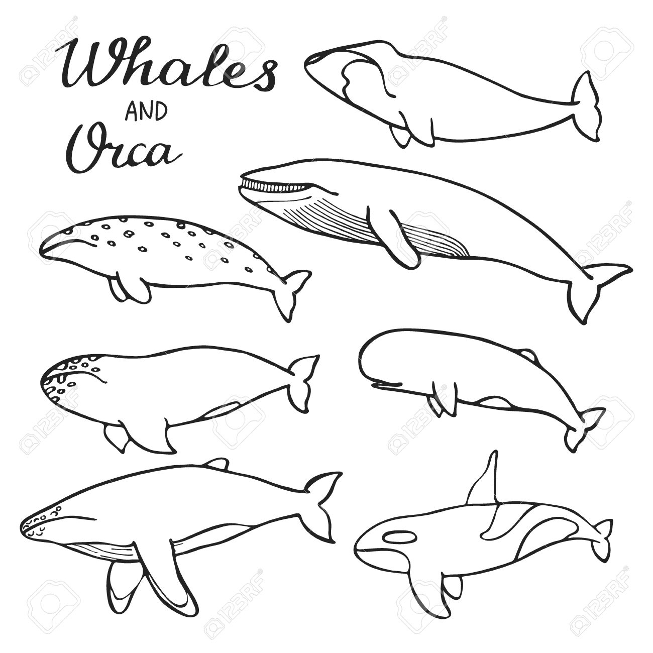 1300x1300 Whales And Orca Set. Hand Drawn Cartoon Collection Of Sea Mammals