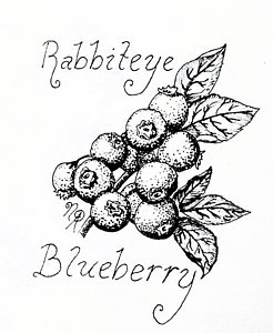 246x300 Blueberry Drawings Fine Art America