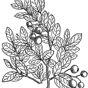 300x300 Find The Best Coloring Pages Resources Here!