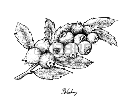 450x338 229 Blueberry Bush Stock Illustrations, Cliparts And Royalty Free