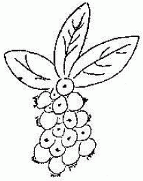 209x264 Growing Blueberries