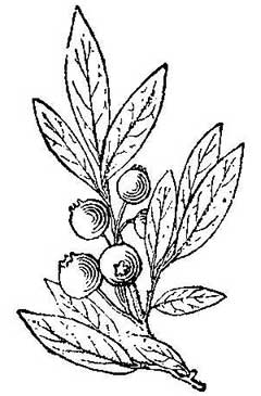 240x365 Vaccinium Myrtilloides Sourtop Blueberry, Velvetleaf Huckleberry