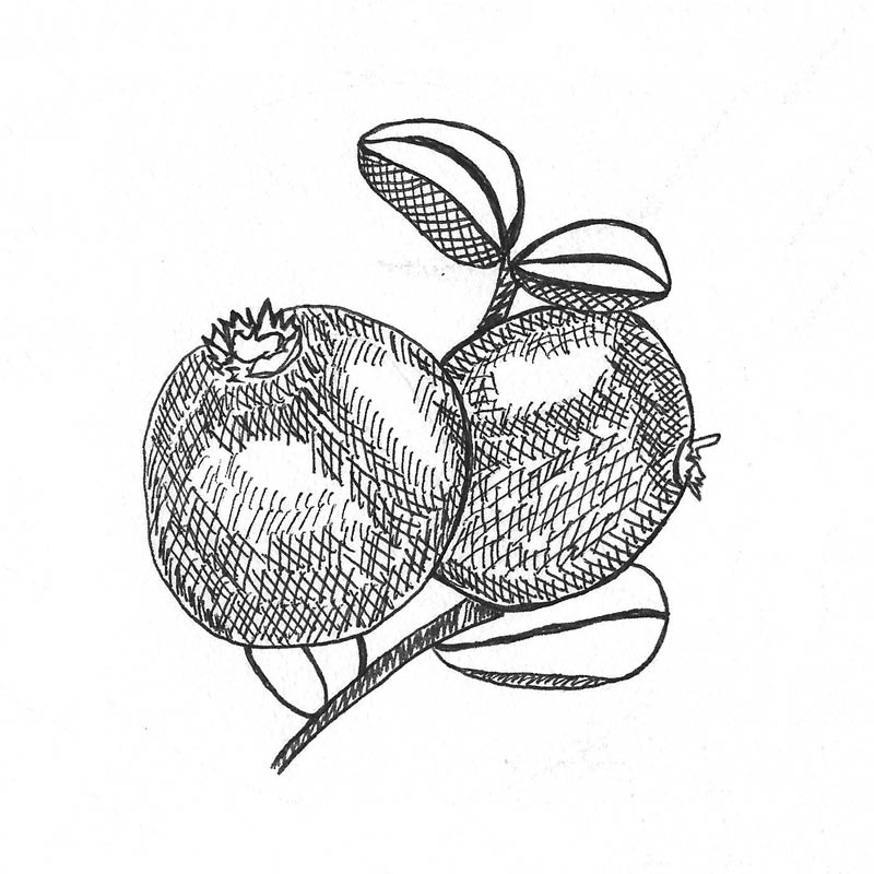 800x800 Blueberries Turntime Farms