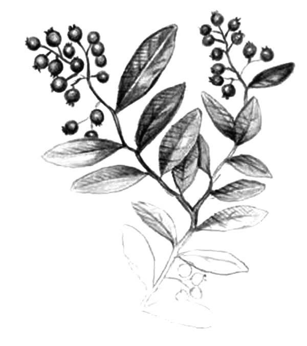 600x677 Blueberry Bush Pencil Sketch Coloring Pages Best Place To Color