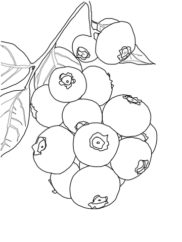 360x480 Blueberry Bush Coloring Page Free Printable Coloring Pages