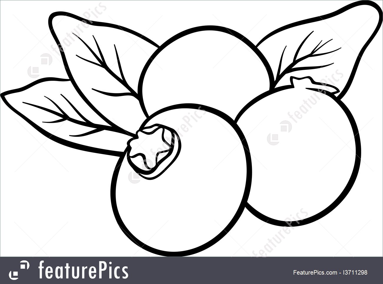 1300x964 Blueberry Fruits For Coloring Book Illustration